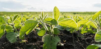 Young soybean plants are flourishing in rich dark soil, stretching toward the sun in a wide agricultural field under a bright sky filled with scattered clouds photo