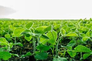 Thriving soy plants stretch toward the sky in a vast green field at dawn, highlighting their vibrant leaves and healthy growth in a tranquil rural setting photo