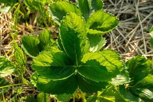 Lush green leaves of a strawberry plant thrive under bright sunlight in a garden, capturing the essence of summer and nature's beauty photo