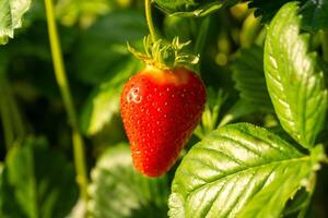 A vibrant red strawberry dangles from lush green foliage, catching sunlight in a garden during early afternoon. Nature's sweetness is visible and enticing photo