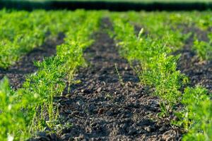 Rows of vibrant carrot plants grow in rich soil under a bright sun, showcasing a healthy agricultural field ready for harvest and cultivation photo