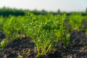 Bright green carrot plants thrive in rich, dark soil, basking in the soft sunlight of early morning, showcasing nature's vibrant beauty in the field photo