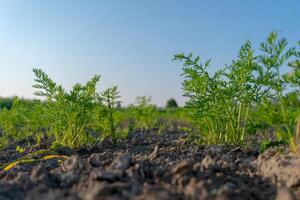 In a vibrant field, carrot plants sprout from rich, dark soil, basking in sunlight beneath a clear blue sky, showcasing healthy green foliage and robust growth photo