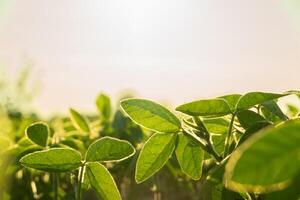 Lush soy plants thrive in a fertile field as the sun sets, casting a golden light over the green leaves, highlighting their vibrant texture and structure photo
