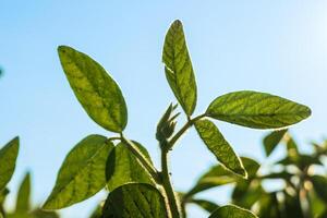 Bright green soybean leaves stretch towards the sky, illuminated by sunlight in a lush agricultural field. The scene captures the essence of summer growth and vitality photo