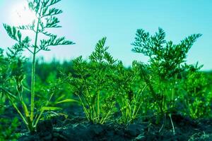 Carrots thrive in a lush green field under bright sunlight, showcasing their leafy tops and rich soil during a beautiful day in nature photo