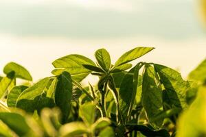 Vibrant green soybean plants grow abundantly in a sunlit field during golden hour, displaying healthy foliage and a thriving agricultural landscape photo