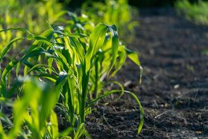 Lush green corn plants stretch towards the sun in a well-tended field. Rows of healthy maize thrive in rich soil, showcasing growth during the peak of summer photo