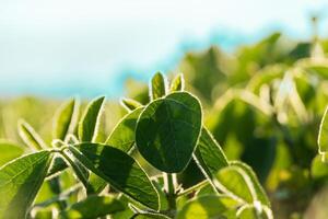Soybean plants with vibrant green leaves grow abundantly in a field, soaking up the sunlight on a clear day, showcasing healthy agriculture practices photo