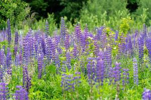 A field of purple flowers in the middle of a forest photo