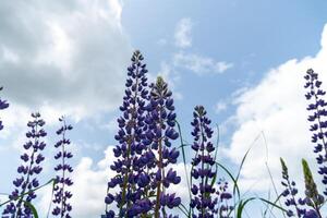 Purple flowers stretch towards the blue sky under soft clouds on a sunny day, showcasing nature's vibrant colors and tranquility in bloom photo