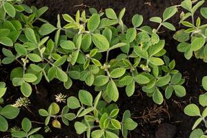 Young soybean plants with vibrant green leaves thrive in rich, dark soil under warm sunlight. This lush growth indicates a healthy crop in the early stages of development photo