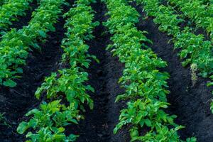 Rows of healthy potato plants thrive in dark, rich soil under clear blue skies, showcasing a successful farming effort during a sunny day photo