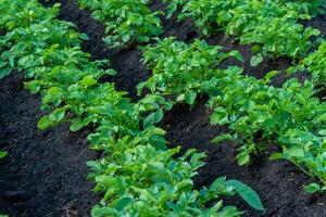 Rows of vibrant green potato plants thrive in rich black soil under bright sunlight, reflecting the abundance of a successful summer harvest in the agricultural field photo