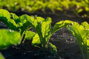 In a farm field, vibrant green leaves of vegetables rise from dark, moist soil. Sunlight filters through, highlighting their healthy growth in the early morning photo