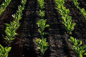 Neatly arranged rows of green plants thrive in dark soil under clear blue skies, showcasing healthy growth and agricultural success in a field setting photo
