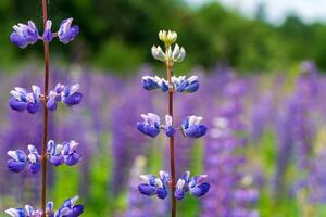 Lupine flowers stand tall in a vivid lavender field, capturing the essence of spring with their bright colors and fresh atmosphere under clear skies photo