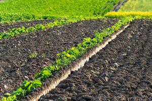 Vibrant green pumpkin and watermelon sprouts push through the rich brown soil in organized rows. The field is alive with growth and sun-kissed energy during the growing season photo