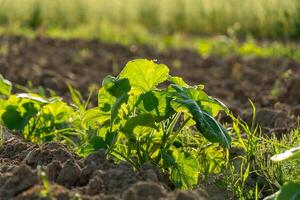 Bright green pumpkin and watermelon sprouts emerge from rich, dark soil under warm sunlight, showcasing vibrant growth in a lush agricultural field photo