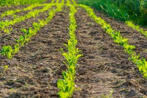 Cabbage sprouts are thriving in neat rows on a fertile farm field. The sun illuminates the green leaves, showcasing a healthy crop under clear skies photo