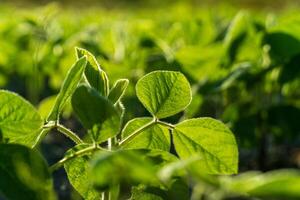 Lush soy plants stretch towards the sun, showcasing vibrant green leaves in a fertile field, reflecting the energy of the growing season in broad daylight photo