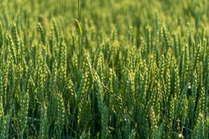 Lush green wheat stalks stretch towards the warm sunlight in an expansive field during an early summer day, showcasing nature's abundance and tranquility photo