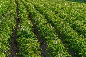 Rows of healthy potato plants flourish in a verdant field under bright sunlight. Flowers bloom, showcasing the plants' growth in early summer photo