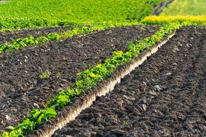Pumpkin and watermelon sprouts emerge in neat rows from the dark, freshly turned soil, basking in sunlight on a lush agricultural field in spring photo