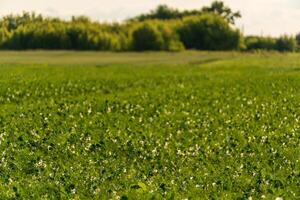 view of a pea field, growing beans photo