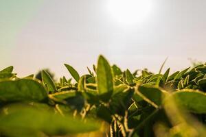 Lush green soybean plants are growing in a field. Sunlight glistens on the plants' edges against a bright, cloudless sky photo