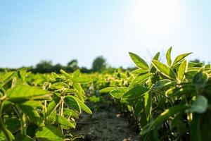 Rows of Soybean plants grow upwards in a field on a sunny summer day. The plants are green with broad leaves and the sun shines brightly in a clear sky photo
