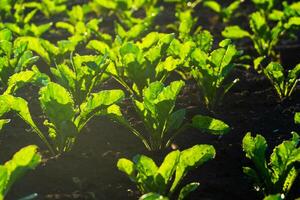 Beet plants are growing in a field. The leafy green tops of the beet plants are illuminated by sunlight in rows of rich, dark soil photo