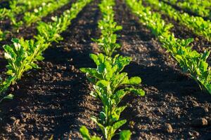 Green beet plants grow in parallel rows in a field of dark soil. The plants are young and healthy, flourishing in the sunny weather photo