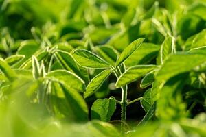 Close-up shows young soybean plants with lush green leaves growing in a field. The plants are illuminated by sunlight, indicating a bright day photo