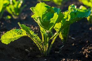 A young beet plant thrives in rich, dark soil. The Summer sun bathes the vibrant green leaves with light, emphasizing their texture and form photo