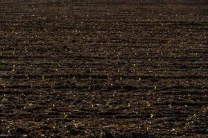 A vast plowed field in Iowa shows the very first sprouts of corn emerging from the dark soil, bathed in bright early morning sunlight photo