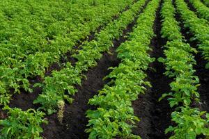 Rows of potato plants thrive in the dark soil of a rural field on a sunny day. The green plants stretch into the distance, showing agricultural success photo