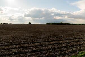A recently planted field of young corn seedlings grows in rows under a partly cloudy sky. Trees line the distant horizon in this rural agricultural landscape photo