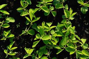A top-down perspective shows young soy plants with vibrant green leaves emerging from rich, dark soil in an agricultural field on a farm during daylight hours photo