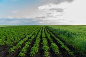 A large field shows potato plants in orderly rows. The plants are green and healthy. Beyond the potato field is a field of wheat or another grain crop photo