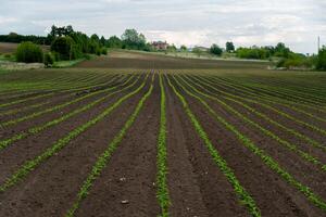 A field of young corn plants grows in neat rows across freshly tilled earth. Green trees and a rural house appear in the background, under a cloudy sky photo