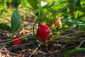 Red, ripe strawberries grow next to green, unripe strawberries in an outdoor strawberry patch. The plants are in rich soil, basking in the sunlight photo