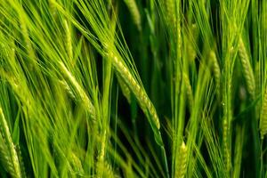 A close up of a green field of wheat photo