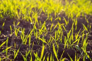 Spring field with young green crops emerging from the dark soil, lit by the warm morning sun photo