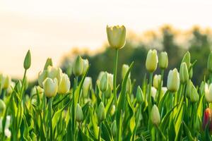 Close-up view captures a tulip field during the day, showcasing budding and blooming flowers illuminated by sunlight. photo