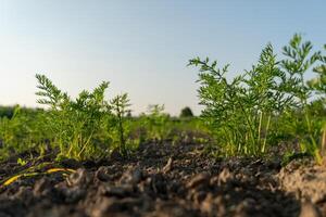 Rows of Young Carrot Plants Growing in a Cultivated Field photo