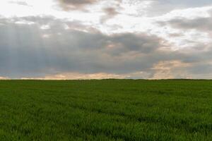 Lush Green Field Under Dramatic Sky with Sunlight Streaming Through Clouds photo