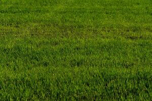 A man standing in a field with a red flag photo