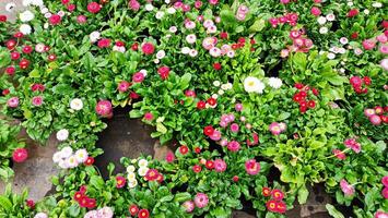 A Vibrant Flower Bed Filled with an Abundance of Colorful Blossoms in the Backyard Garden photo