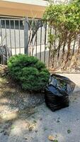 There is a trash bag located near a shrub that is situated alongside the fence in the area photo